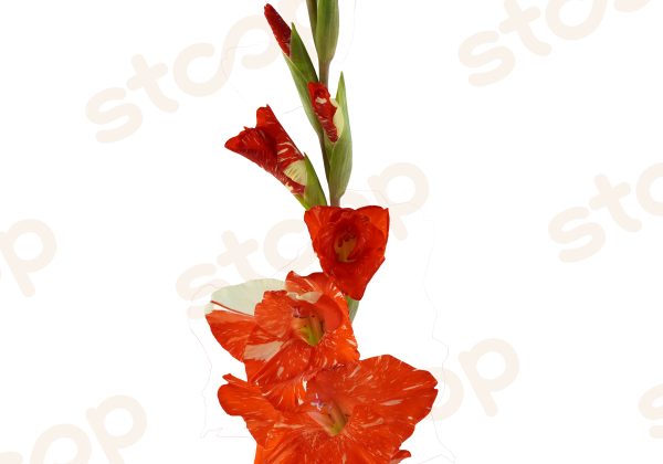 Gladiolus Koi Pursuit