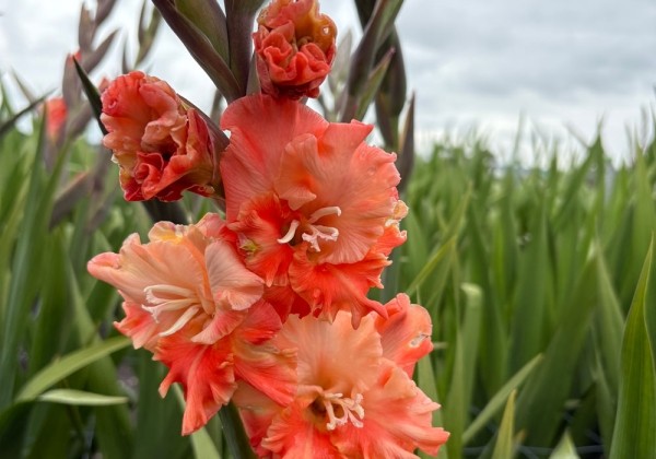 Gladiolus Colour Club
