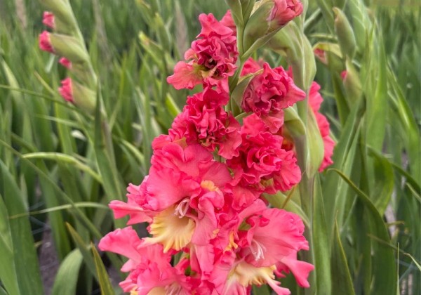 Gladiolus Mango Muse