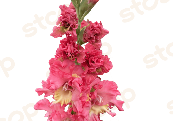 Gladiolus Mango Muse
