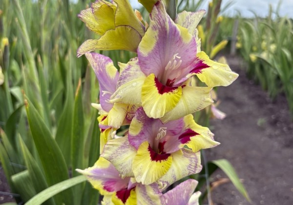 Gladiolus Oracle