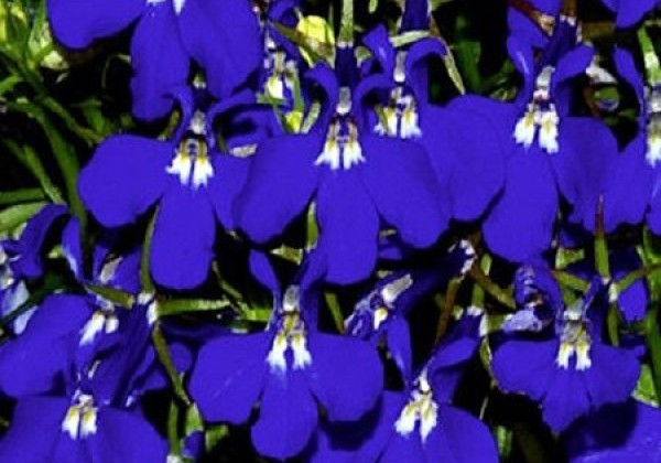 Lobelia erinus Riviera Blue Eyes