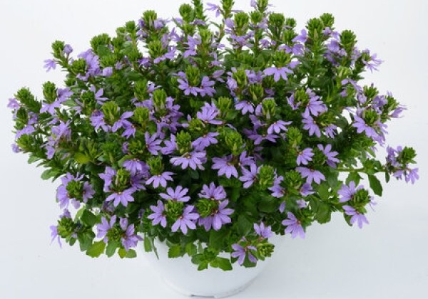 Scaevola aemula  Touch Blue