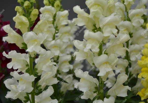 Antirrhinum majus Sonnet White