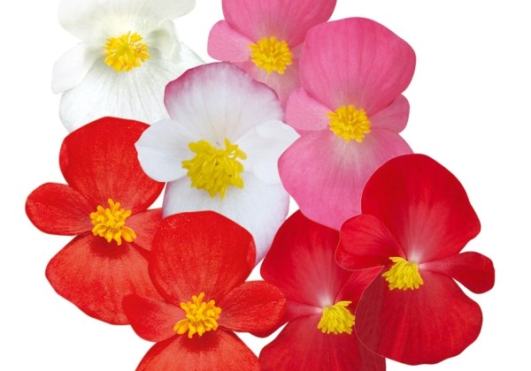 Begonia semperflorens  Ambassador Mix
