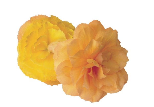Begonia tuberhybrida Fortune Golden Shades