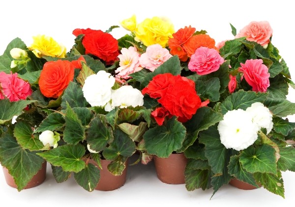 Begonia tuberhybrida Fortune Quick & Compact Mix