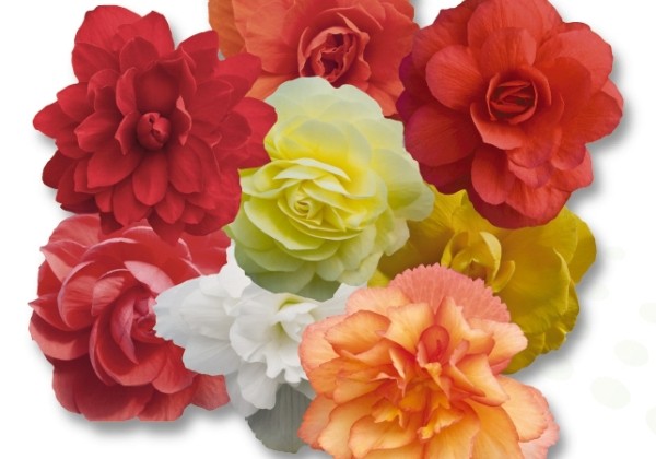 Begonia tuberhybrida Illumination Mix
