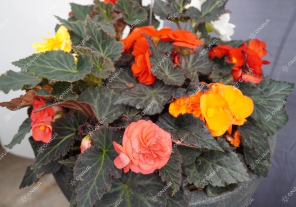 Begonia tuberhybrida Nonstop Mocca Mix