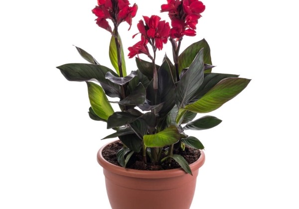 Canna indica Cannova Scarlet Bronze Leaf