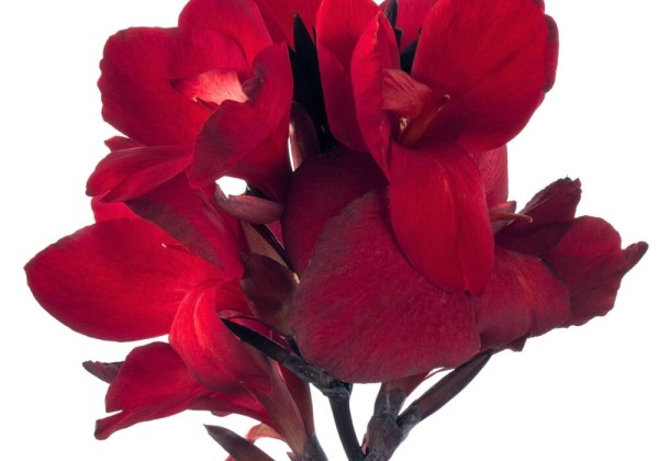 Canna indica Cannova Scarlet Bronze Leaf