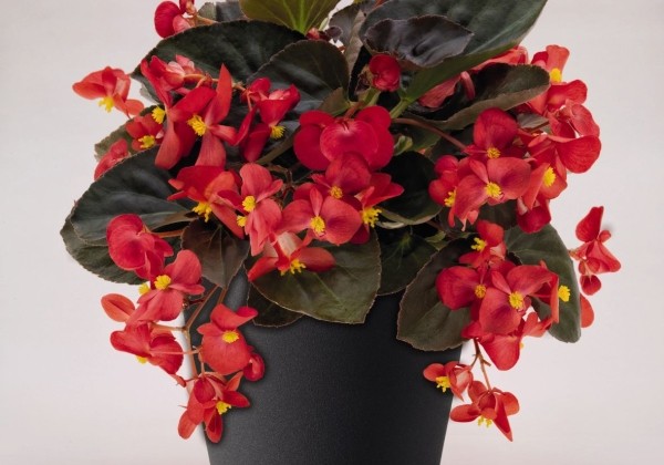Begonia benariensis Big Red Bronze Leaf