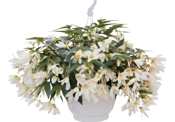 Begonia boliviensis Groovy White
