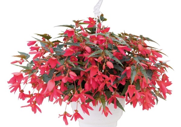 Begonia boliviensis Groovy Rose