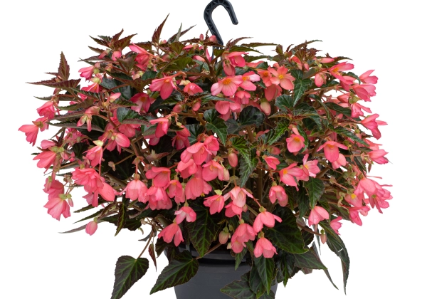 Begonia boliviensis Reefs Begonia 19-2099 Light Pink
