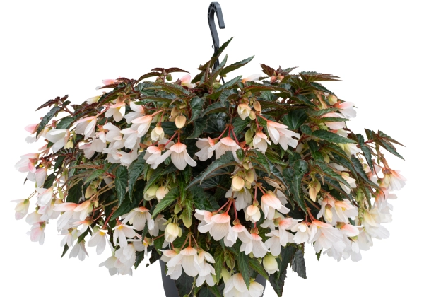 Begonia boliviensis Reefs Begonia 19-459 White