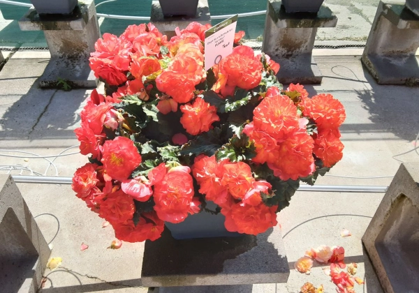 Begonia tuberhybrida Nonstop Flame