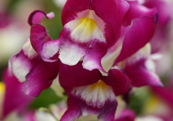 Antirrhinum majus Snapshot Burgundy Bicolor
