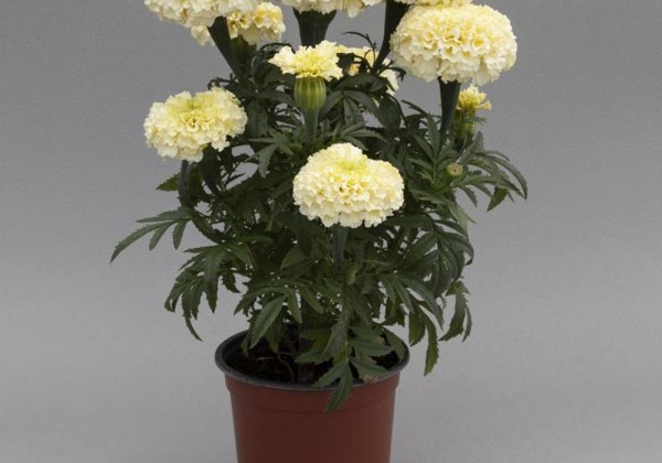 Tagetes erecta Whitegold Max