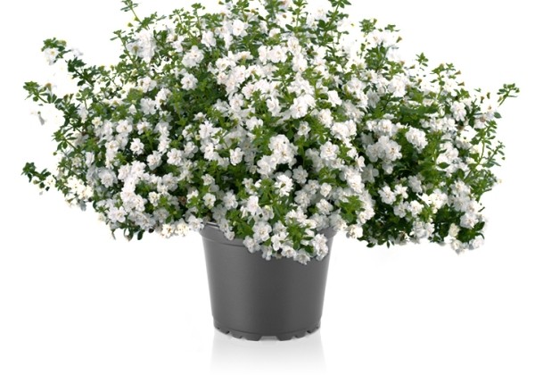 Sutera cordata Scopia Double Snowbal