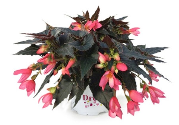 Begonia boliviensis  Beauvillia Hot Pink IMPR. (Bebe 4689)