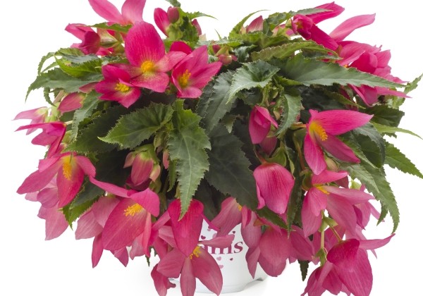 Begonia boliviensis  Beauvilia Hot Pink