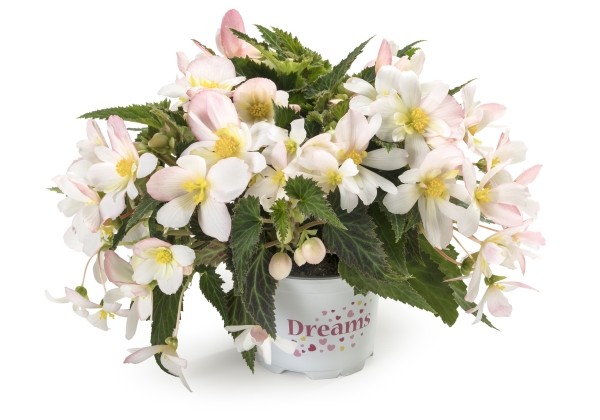Begonia boliviensis  Waterfall Angel Soft Pink