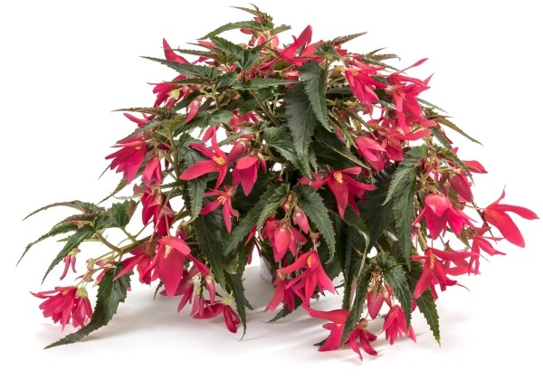 Begonia boliviensis  Waterfall Encanto Pink
