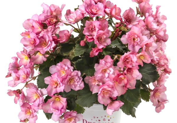 Begonia Bk Collection Glory Pink