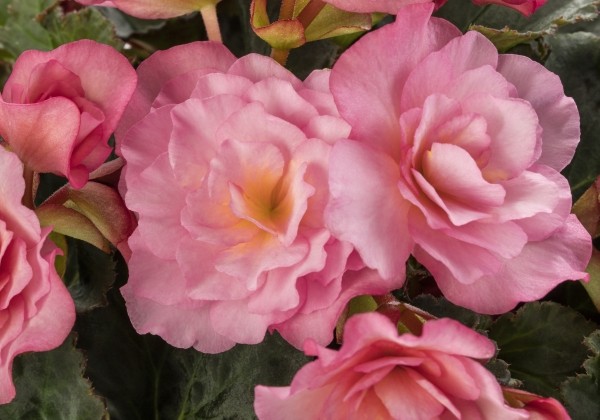 Begonia Bk Collection Glory Pink