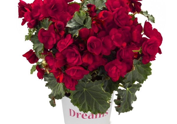 Begonia Bk Collection Vermillion Red