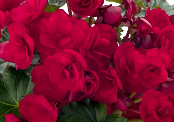 Begonia Bk Collection Vermillion Red
