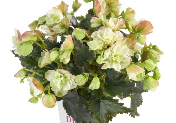 Begonia Bk Collection Frivola Magic