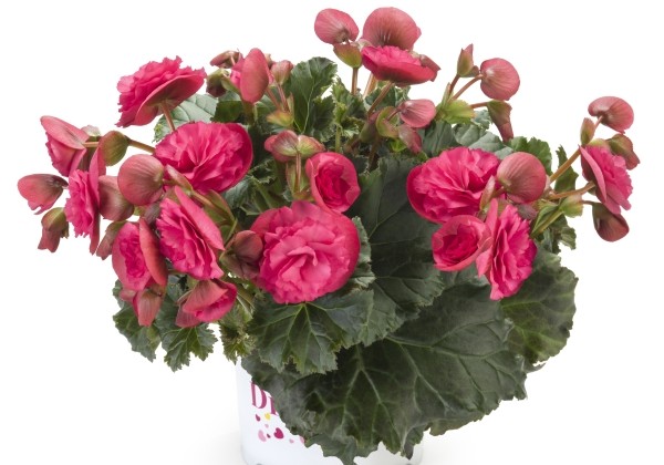 Begonia Bk Collection Vermillion Hot Pink