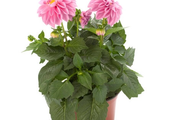 Dahlia pinnata Dahlietta Select Emily