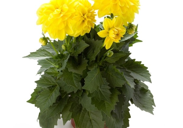 Dahlia pinnata Dahlietta Select Julia