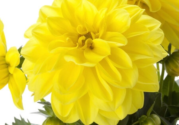 Dahlia pinnata Dahlietta Select Julia