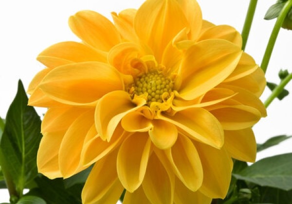 Dahlia pinnata Dahlietta Select Linda