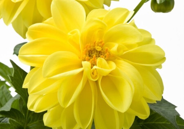 Dahlia pinnata Dahlietta Select Margareth