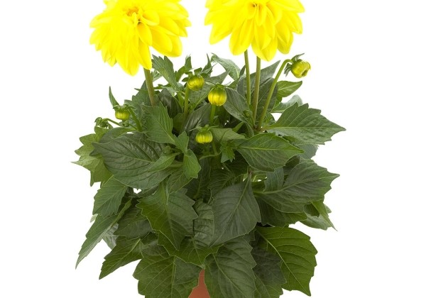 Dahlia pinnata Dahlietta Select Margareth