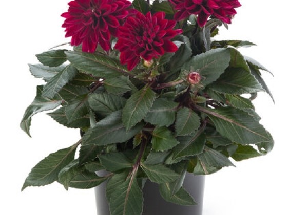 Dahlia pinnata Dahlietta Select Patty