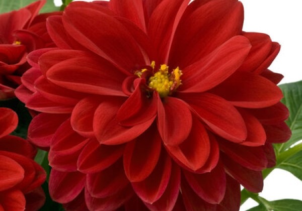 Dahlia pinnata Dahlietta Select Tessy