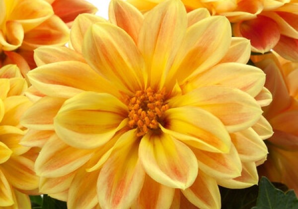 Dahlia pinnata Dahlietta Surprise Coby