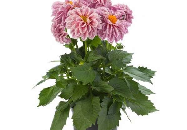 Dahlia pinnata Dahlietta Select Paula