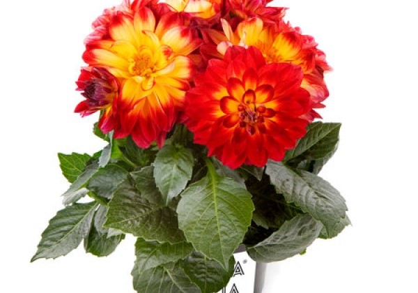Dahlia pinnata Labella Medio Fun Flame
