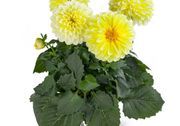 Dahlia pinnata Labella Medio Fun Yellow Blush