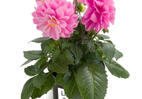 Dahlia pinnata Labella Medio Pink