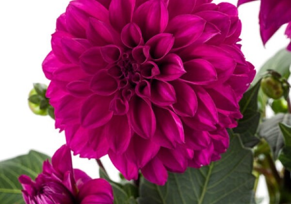 Dahlia pinnata Labella Medio Deep Pink