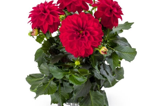 Dahlia pinnata Labella Medio Red