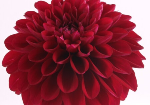 Dahlia pinnata Labella Medio Dark Red